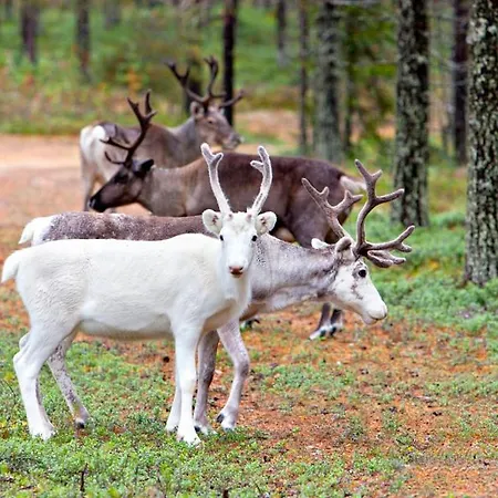 Club Kuusamon Tropiikki