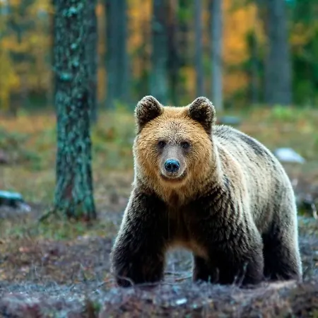 Club Kuusamon Tropiikki Hotel