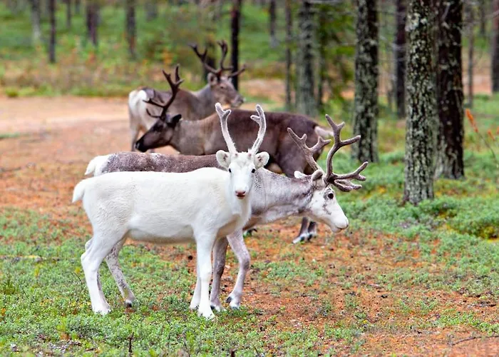 Club Kuusamon Tropiikki