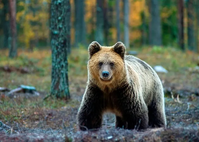 Club Kuusamon Tropiikki Hotell